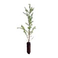 thumbnail image 1 of Mountain Hemlock | Small Tree Seedling | The Jonsteen Company, 1 of 10