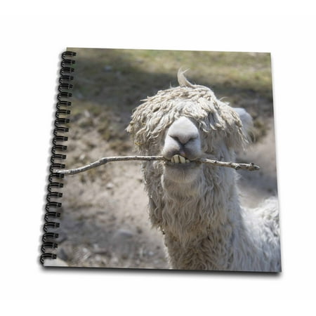 3dRose Alpaca chewing on stick - Mini Notepad, 4 by 4-inch