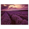 thumbnail image 2 of Designart Sunrise & Dramatic Clouds Over Lavender Field III Canvas Wall Art, 2 of 4