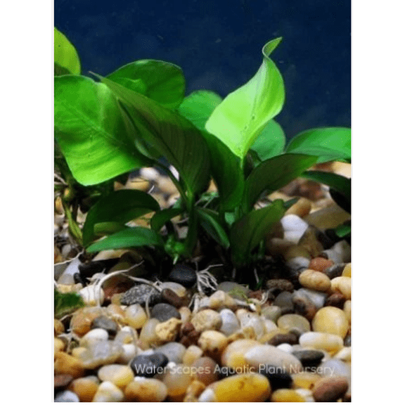 Anubias Barteri Live Aquarium Plant – Easy Low Light Freshwater Aquatic Plant for Fish & Shrimp Tanks