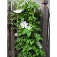 thumbnail image 3 of Henryi Clematis Vine - Pure White - 2.5" Pot, 3 of 3