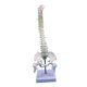 thumbnail image 5 of Modelo de vertebral humana perfke con soporte de exhibición y fémur, 5 of 9