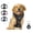 Black, variant on Emperor Pets Black Dog Harness Medium Sized Dog - No Pull Dog Harness with 2 Leash Clips, Premium Oxford Soft Padded Harness Medium Size Dog, Medium Dog Harness (M, Black)