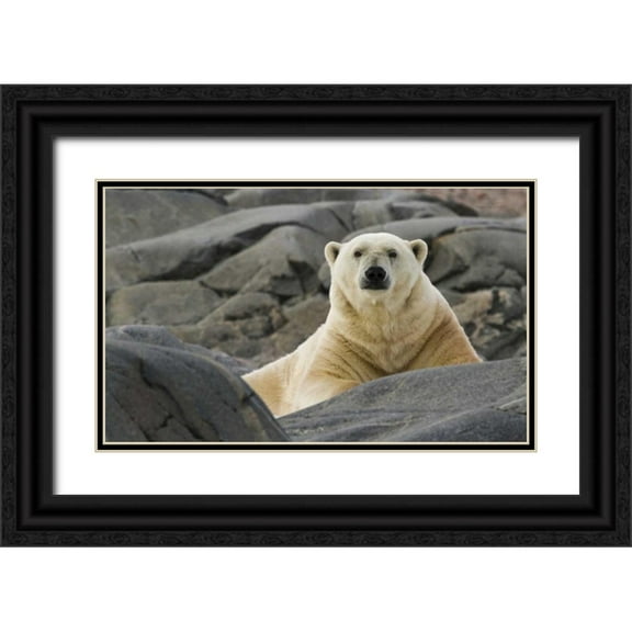 Young, Bill 32x21 Black Ornate Wood Framed with Double Matting Museum Art Print Titled - Norway, Svalbard Polar bear on rocky ground
