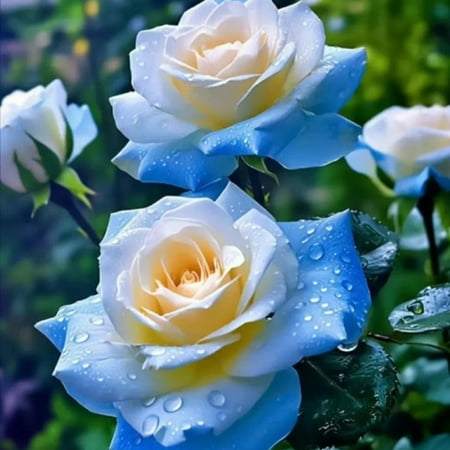 

Rose Bulbs For Planting Outdoors Roses Are Highly Adaptable. Roses Attract Bees Butterflies. Roses Grow Quickly Low Maintenance Costs. A Charming Fragrance