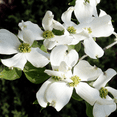 thumbnail image 3 of White Dogwood Tree Live Plant, 6-12'' Tall, Flowering Dogwood Tree for Outdoor Garden, No Ship to HI, AK, PR, 3 of 5