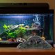 thumbnail image 1 of ADDHAT Plataforma Multifuncional Para Terrarios Y Acuarios Compatible Con Tortugas Y Reptiles, 1 of 6