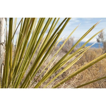 - Century Plant II, Fine Art Photograph By: Dana Styber; One 36x24in Fine Art Paper Giclee Print