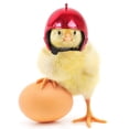 thumbnail image 4 of Casco Protector de cabeza de pájaro pequeño para mascotas, gorros de pato, aves de corral, suministros para mascotas, recién llegado, 1 piezas, 4 of 4