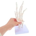 thumbnail image 4 of WEUVEB Anatomy Figure Hand Bone Model PVC 1Pack, 4 of 9