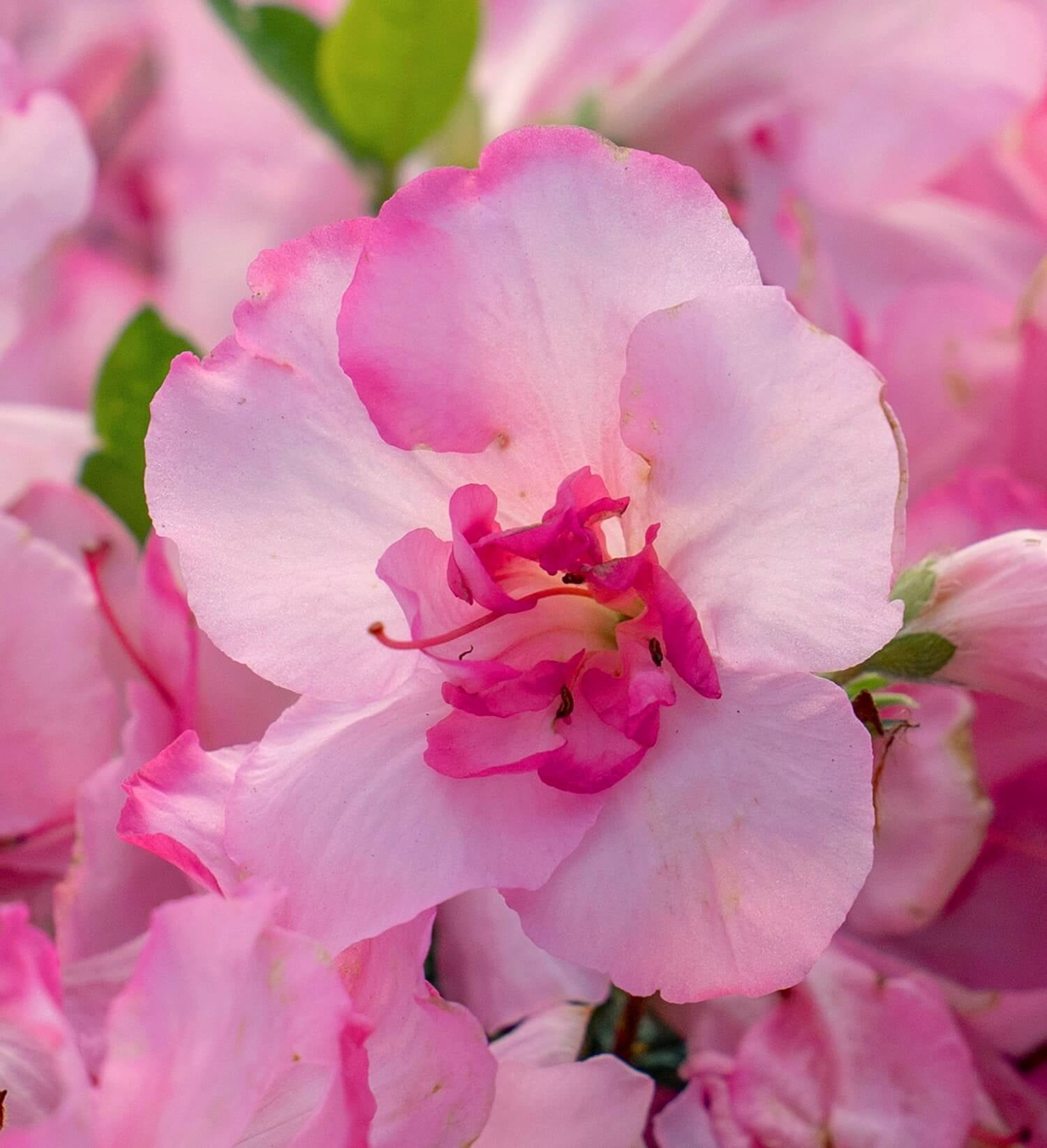 Encore Azalea Autumn Kiss (1 Gallon) Two-Tone Pink Flowering Shrub - Full Sun Live Outdoor Plant