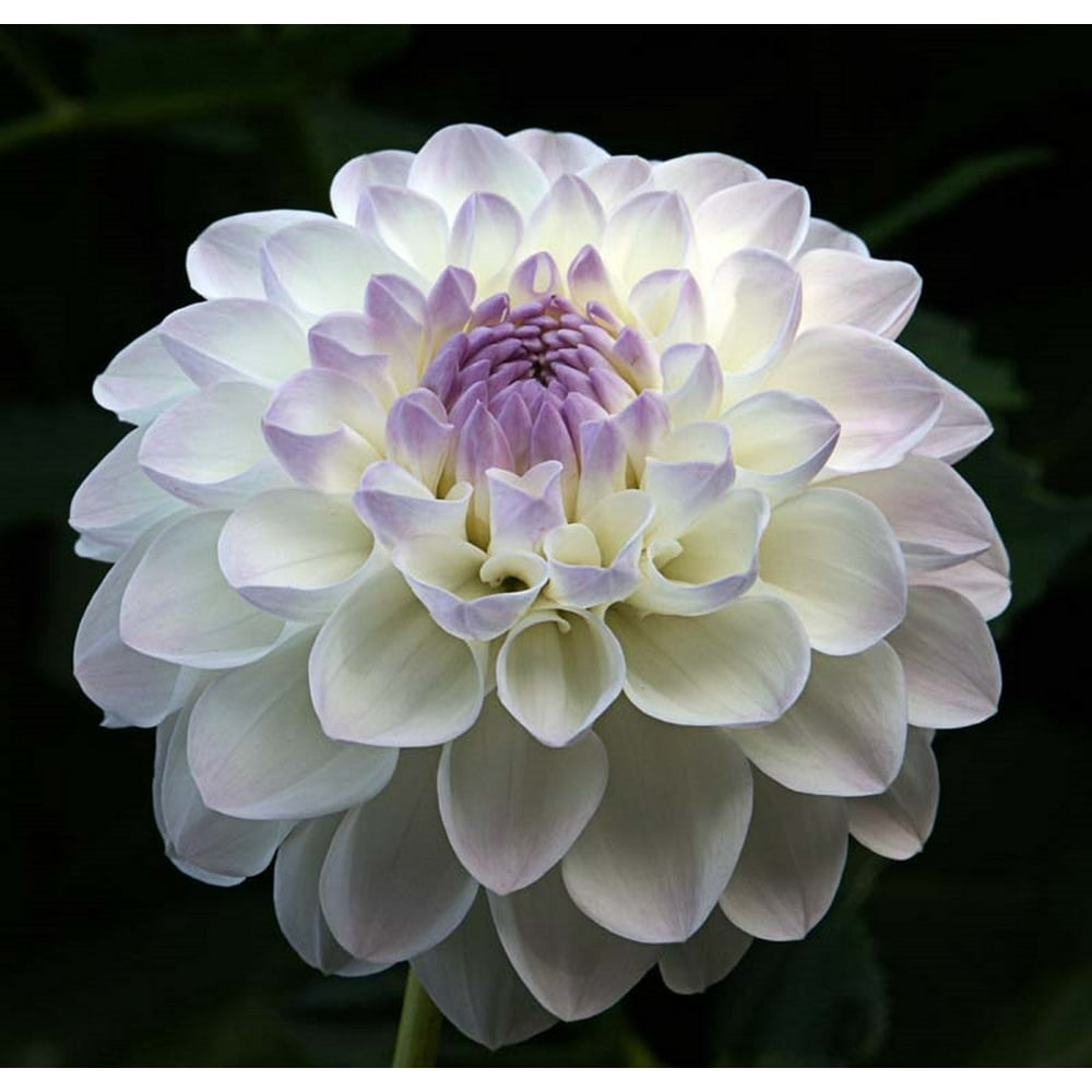 Eveline Decorative Dahlia 2 Root Clumps Pure White & Lilac