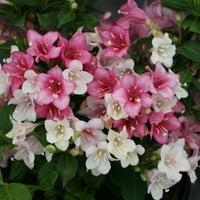 Proven Winners Live Plants Walmart Com