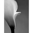 thumbnail image 3 of PhotoINC Studio 12x14 Black Modern Framed Museum Art Print Titled - Calla No. 5, 3 of 5