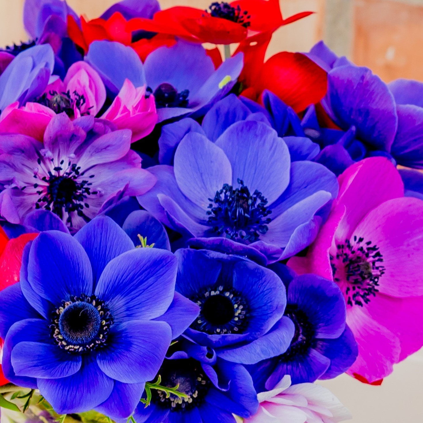 20 20 bulbos Mezcla Anemone De Caen Anemone De Caen mix