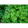 thumbnail image 5 of 20  Seeds SWEET CICELY Myrrhis Odorata Herb Fragrant Flower Licorice Flavor, 5 of 7