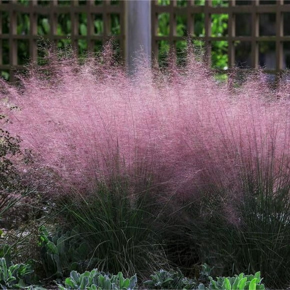 Brighter Blooms - Pink Muhly Grass, 3 Gal. - No Shipping To AZ