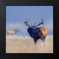 thumbnail image 2 of Fitzharris, Tim 12x12 Black Modern Framed Museum Art Print Titled - Bull elk challenge, 2 of 5