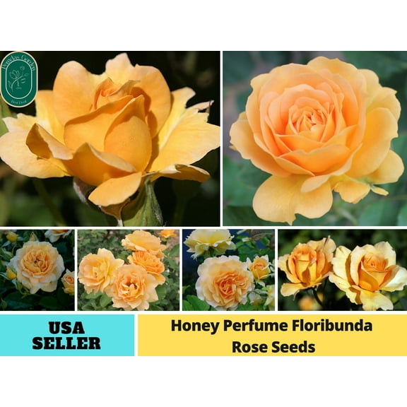 30  Seeds|Honey Perfume Floribunda Rose - Authentic Seeds - Perennial~GMO Free~~Flower seeds ~ Asian Garden~ Herbs B5G1#1107