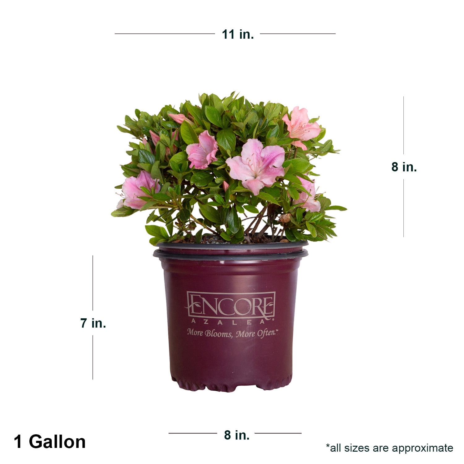 Encore Azalea Autumn Sweetheart (1 Gallon) Pink and White Flowering Shrub - Full Sun Live Outdoor Plant