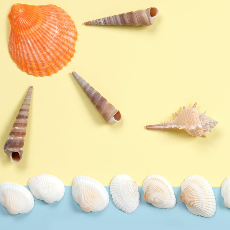 Seashells for Sale - Bulk Seashells- Shells for Crafts - CA Seashell Co