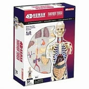 Tedco Toys 4D Human Anatomy Transparent Torso Model