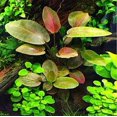 Super Red Set Package Live Aquarium Decorations Aquatic Plants for Fish