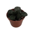 thumbnail image 2 of Frosted Jade Asian Violet - Primulina pseudoyungfuensis - 2.5" Pot - House Plant, 2 of 4