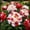 D, variant on Rare Peony for Landscapes-Long Continuous Blooms-Low Maintenance-Ideal for Flower beds, Plant Pots & Planters