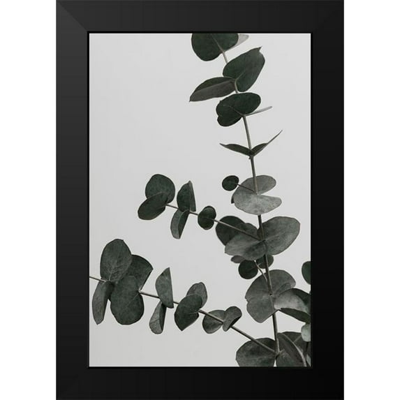 Artographie Studio 17x24 Black Modern Framed Museum Art Print Titled - Eucalyptus Natural 05