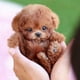 thumbnail image 3 of Milow Robot Puppy, Milow - My Realistic Robot Puppy, 3 of 4