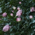 thumbnail image 5 of Heirloom Roses - Le Petit Prince Floribunda Pink Rose Plant - Live Roses Plants, 5 of 5