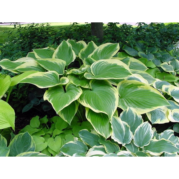 Victory Hosta - Hosta of the Year for 2015 - Quart Pot