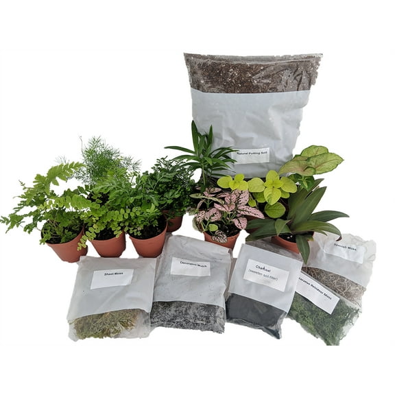 Hirt's Terrarium Kit with 5 Terrarium Plants and 5 Ferns