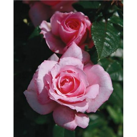 Hardy Butterfly Bush - Parade Berna Miniature Rose Bush - Fragrant/Hardy - 4