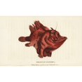 thumbnail image 2 of Brasilian Guaperva Species Of Frogfish Antennariinae Poster Print By ?? Florilegius Mary Evans, 2 of 4