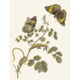 thumbnail image 3 of Maria Sibylla Merian 15x18 Black Modern Framed Museum Art Print Titled - Sleepljes (1705), 3 of 5
