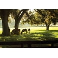 thumbnail image 2 of Alan Hausenflock 18x13 Gallery Wrapped Canvas Wall Art Titled - Horses in the Sunrise II, 2 of 4