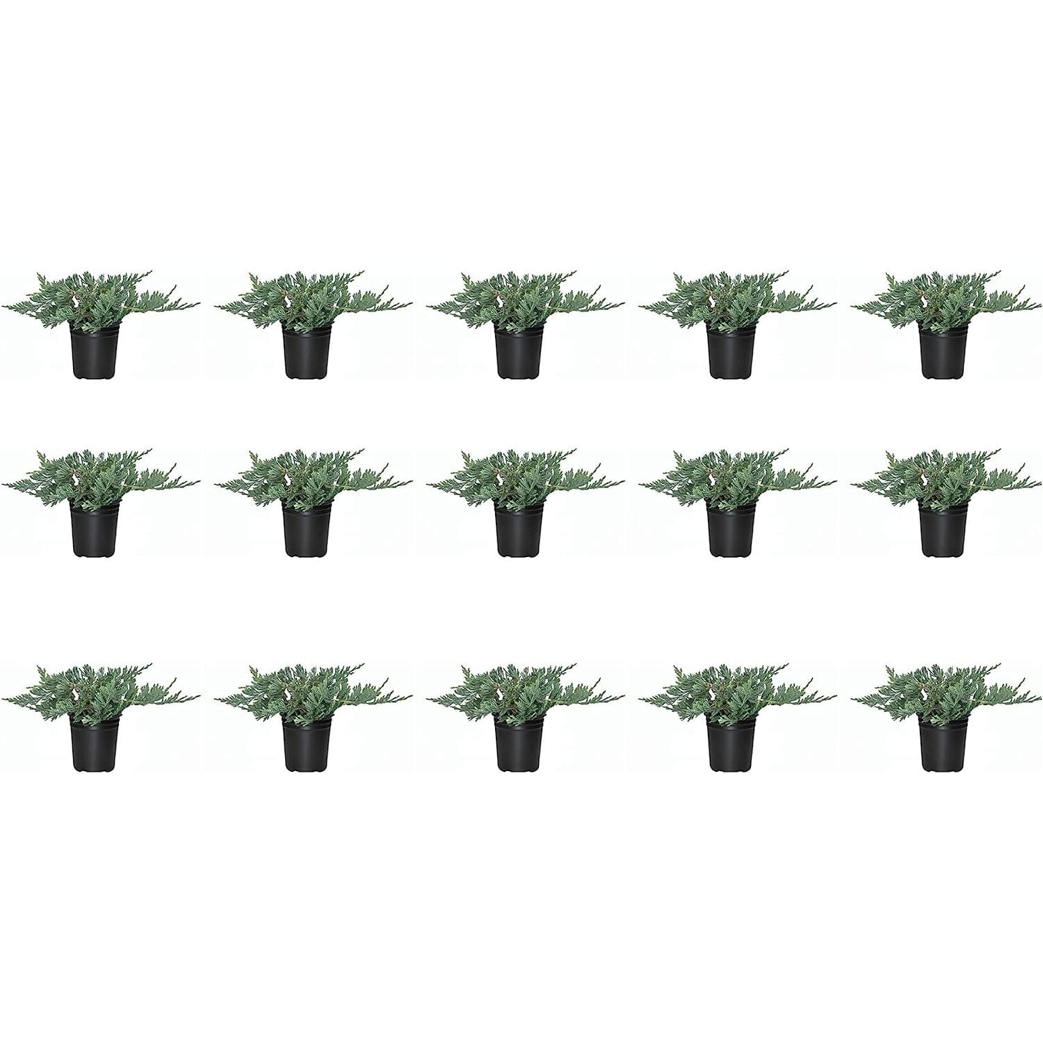 Blue Rug Juniper 15 Live Plants 4" Container Low Maintenance Ground