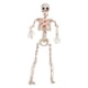 thumbnail image 2 of Estatua de esqueleto de Halloween, figura de esqueleto humano articulado, adorno de articulación móvil, estatua espeluznante hecha de PP, adecuada par, 2 of 9