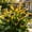 C, variant on Calla Lily For Planting-Premium Garden Stakes-Home Decoration-Bloom Year After Year-(Non-Artificial)