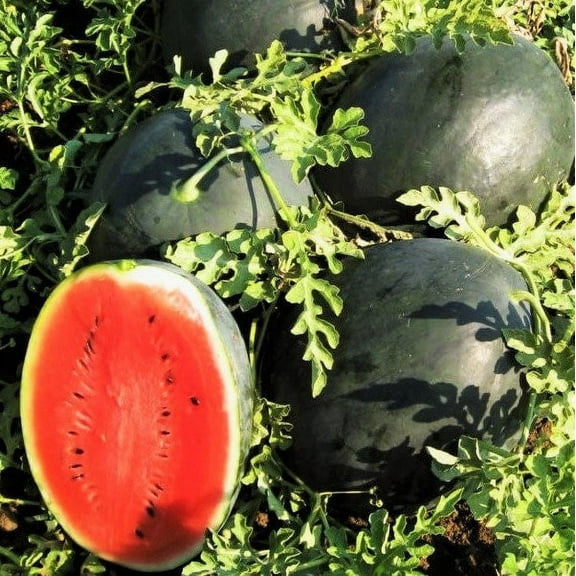 TomorrowSeeds - Black Diamond Watermelon Seeds - 20 Count - For 2025 Planting Black Beauty Florida