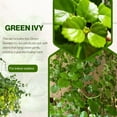 thumbnail image 3 of 2 Pcs Green Swedish Ivy Full Rooted Live Plant in Pot, Trailing Swedish Ivy for Gardening, 3 of 5