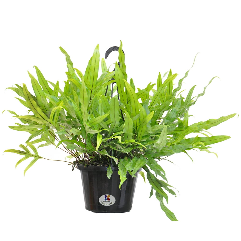 United Nursery Kangaroo Paw Fern Live Houseplant in 8 inch Hanging