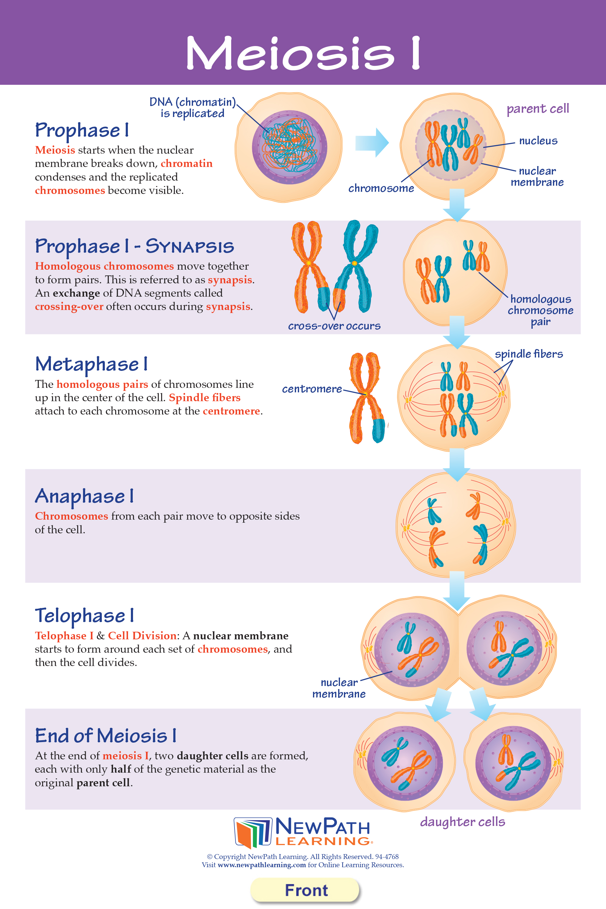 激安挑戦中 Newpath Learning Genetics The Study Of Heredity Poster Laminated Full C Dprd Jatimprov Go Id 激安挑戦中 Newpath Learning Genetics The Study Of Heredity Poster Laminated Full C Dprd Jatimprov Go Id