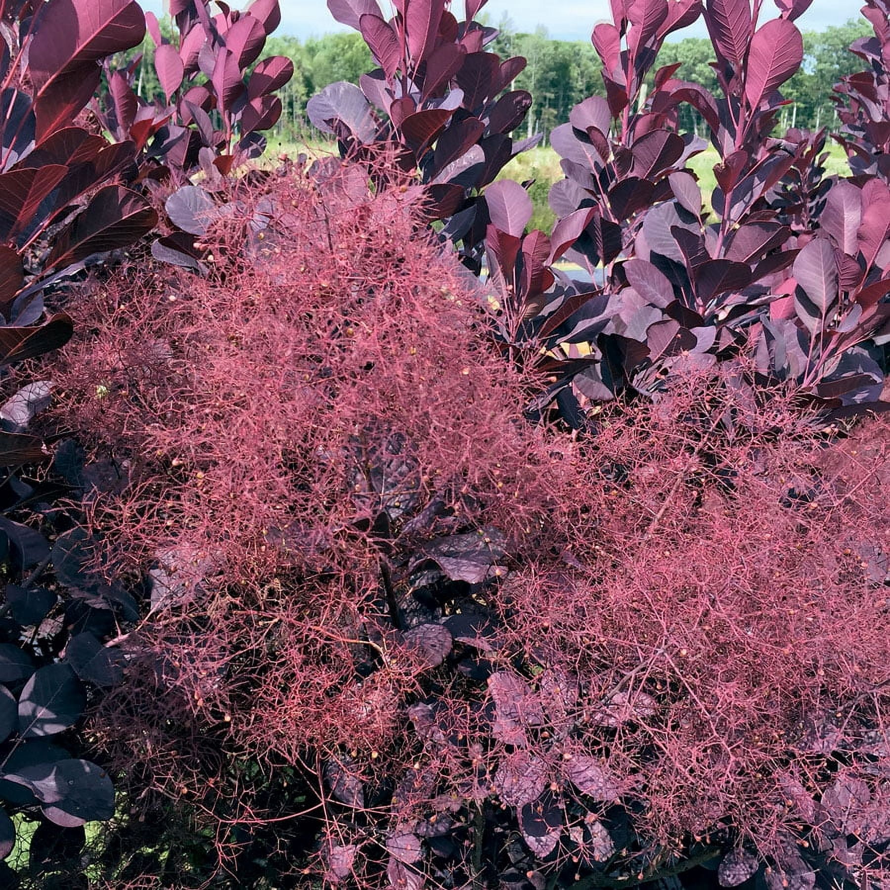 Royal Purple Smokebush Tree ( cotinus ) - Live Plant - ( 1 QT )