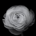thumbnail image 2 of Gronkjar, Lotte 20x20 White Modern Wood Framed Museum Art Print Titled - Ranunculus, 2 of 4