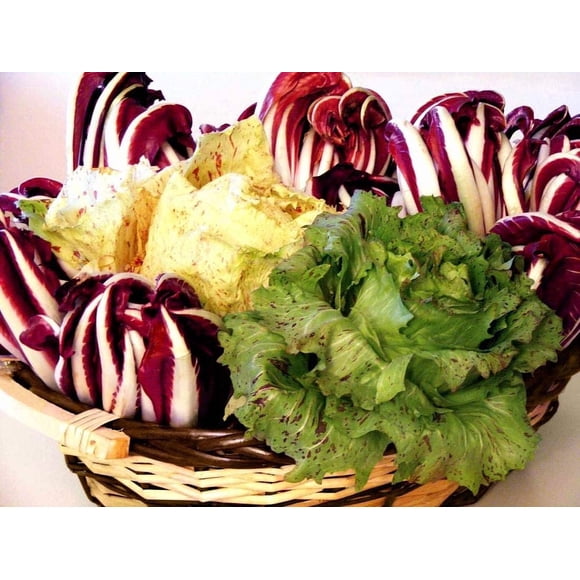 GSDWIUEW Mélange de Graines de Radicchio Italien et de Chicorée d'Endive pour la Plantation Salade Environ 700 Graines