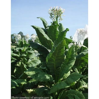 uk tobacco market Tobacco Market Size, Demand & Forecast 2025-2035