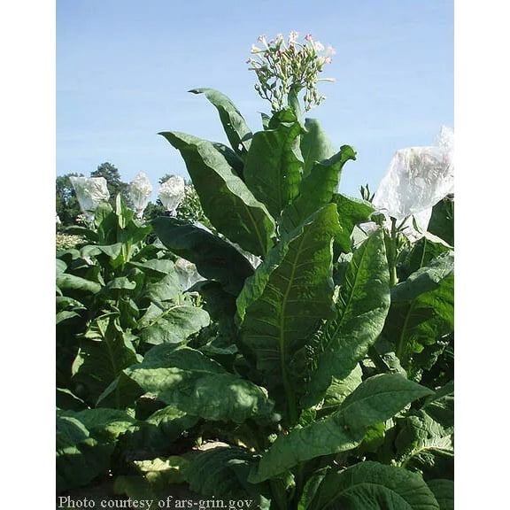 1000 Virginia Gold Tobacco Seeds ~ Heirloom Nicotiana Tabacum ~ Fast grow